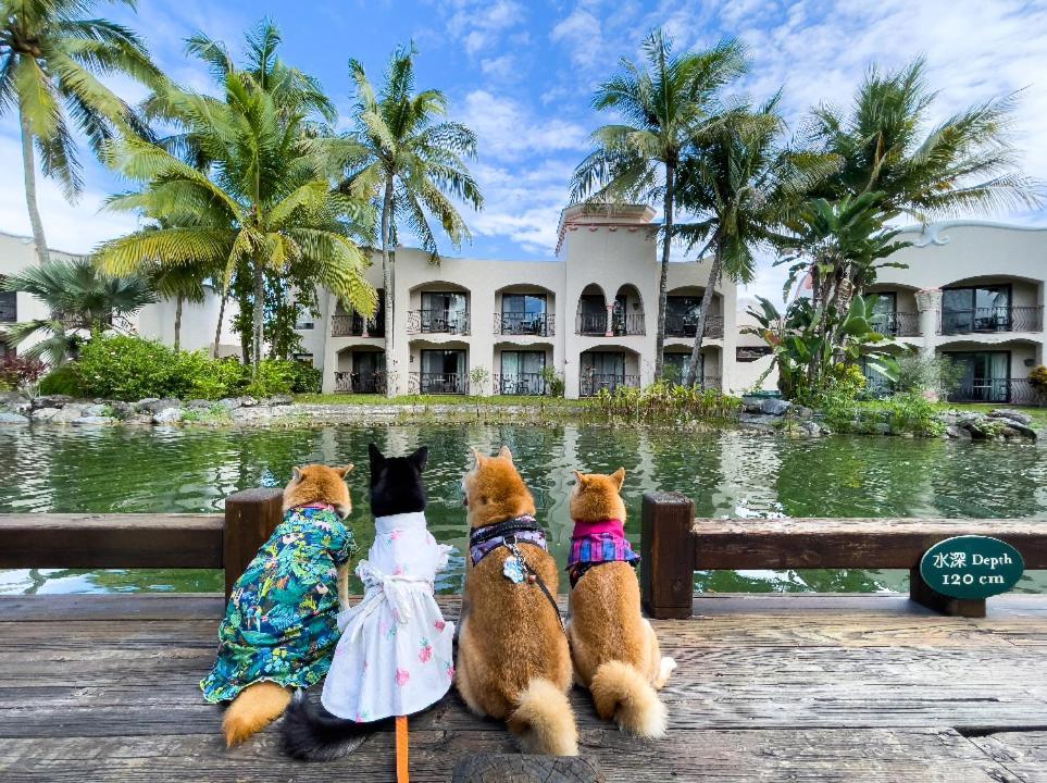 プロミスドランド リゾート&ラグーン 寿豊郷 エクステリア 写真 Pets at the hotel